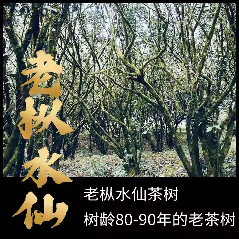 茶农直销【古井老枞】武夷岩茶 老枞水仙茶叶 108克小袋装盒装